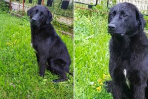 U mjestu Mudrike nestao pas, mole se građani za pomoć