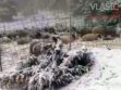 Jutrošnji snijeg stvorio probleme ovčarima na Vlašiću