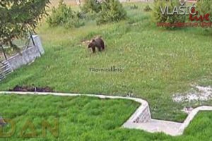 Jutros, nešto prije 10 sati, kod vikend objekata u širem rejonu Babanovca primjećen je odrastao medvjed.