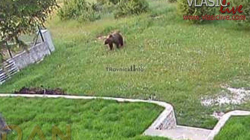 Jutros, nešto prije 10 sati, kod vikend objekata u širem rejonu Babanovca primjećen je odrastao medvjed.